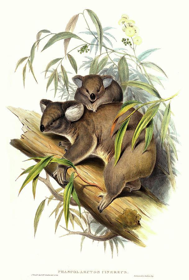 John Gould Photograph - Koala With Young by Natural History Museum, London/science Photo Library