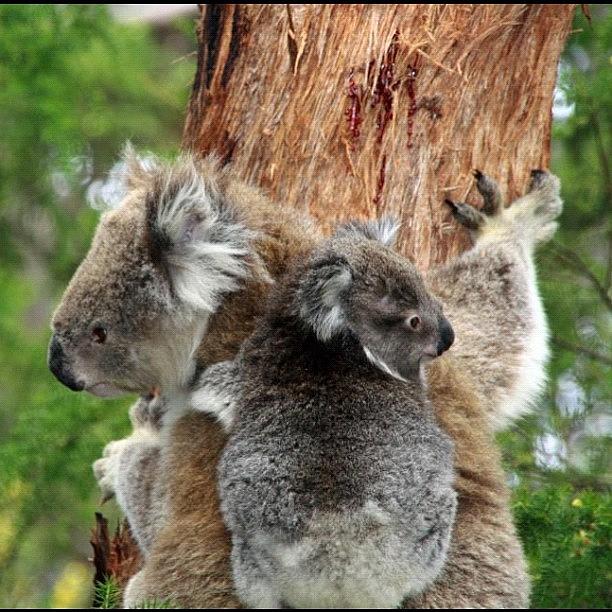 Koala Photograph - koalas - Great Ocean Road by James McCartney