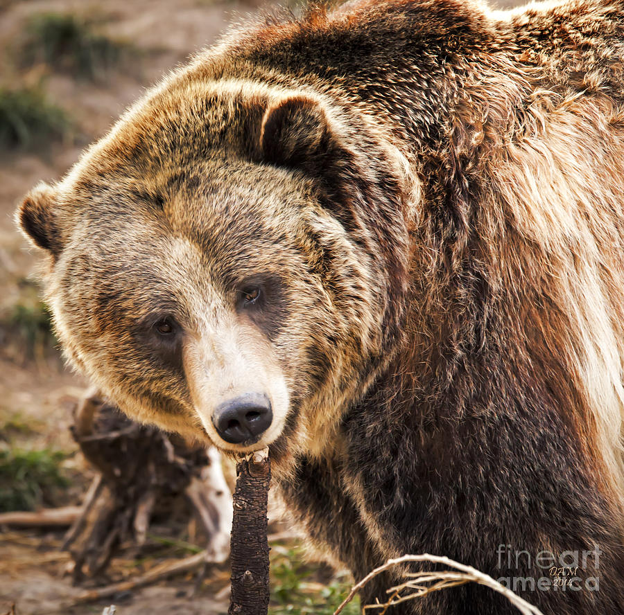 Kodiak Bear Photograph by David Millenheft