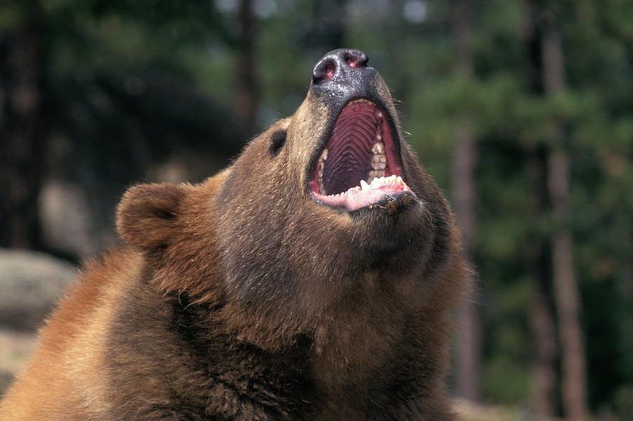 Kodiak Brown Bear (Ursus arctos middendorffi)