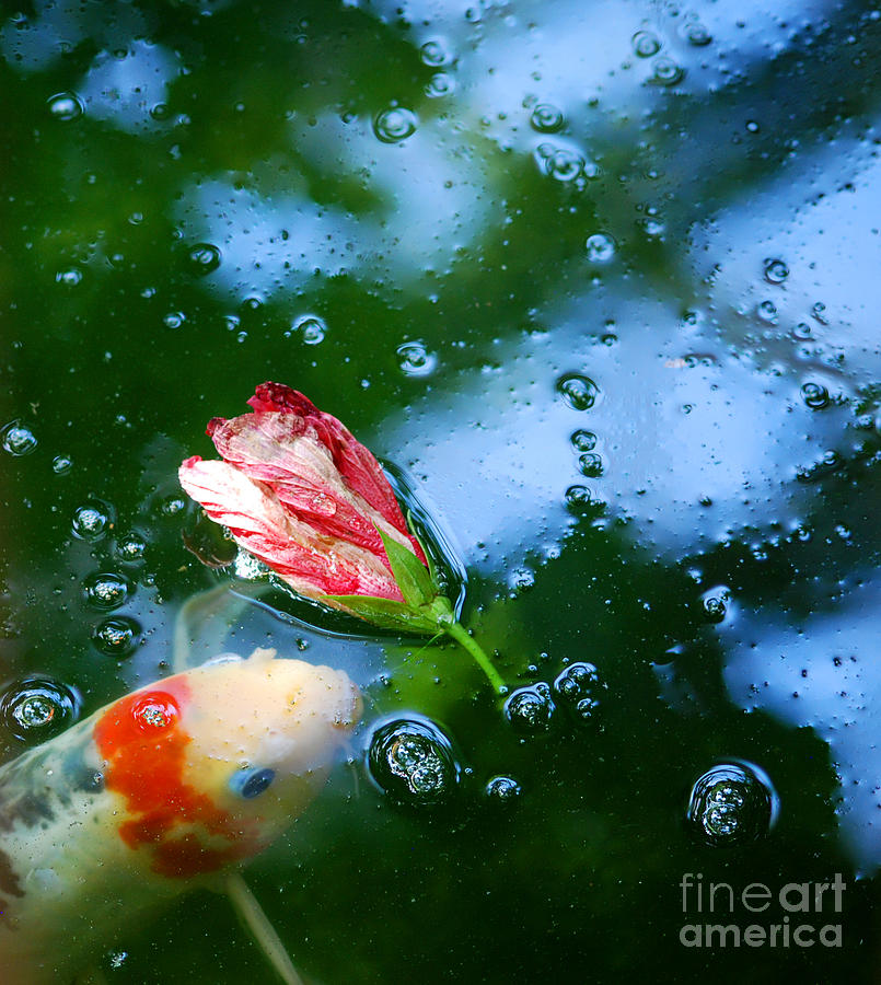 Koi and Floating Flower Photograph by Nancy Mueller