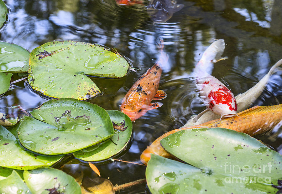 Garden Photograph - Koi and Lily Pad by Jamie Pham