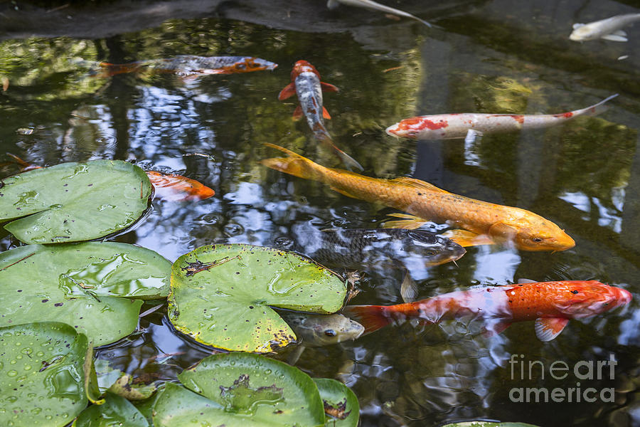 Koi And Lily Pads - Beautiful Koi Fish And Lily Pads In A Garden. Photograph