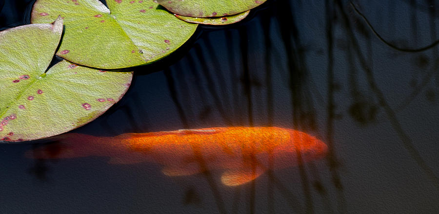 Koi Photograph - Koi and Lily Pads by Rebecca Cozart