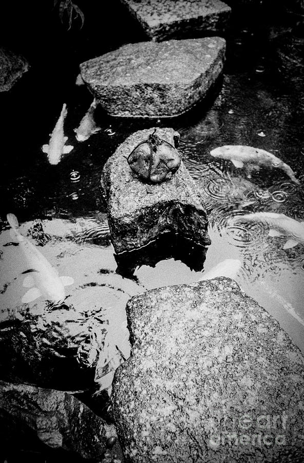 Koi Around the Old Stone Path Photograph by Dean Harte