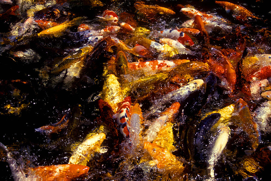 Koi by the dozen Photograph by Paul W Faust -  Impressions of Light