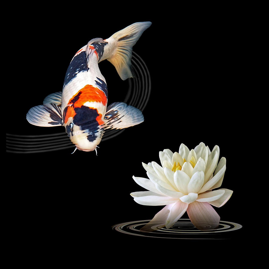 Fish Photograph - Koi Carp Abstract With Water Lily Square by Gill Billington