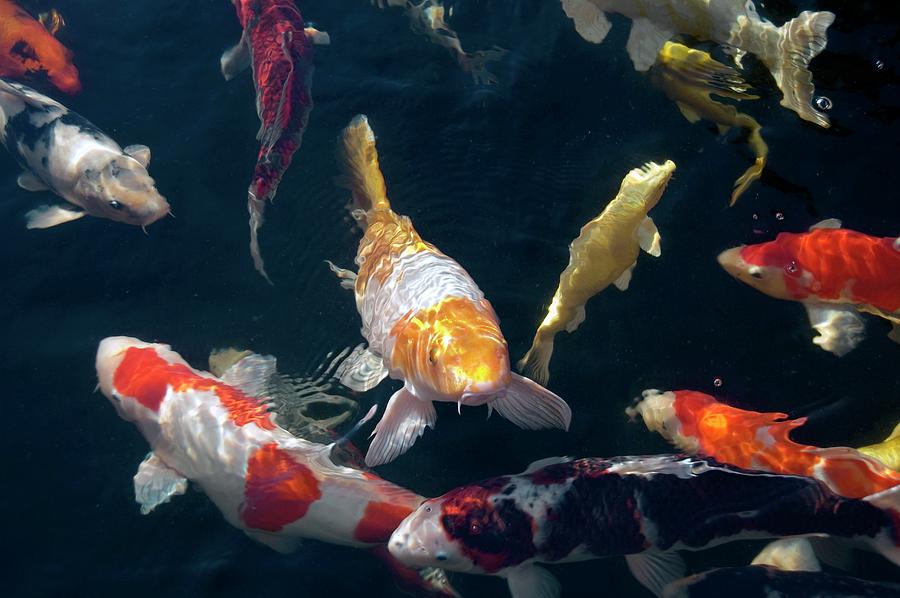 Koi Carp Photograph by Dr P. Marazzi/science Photo Library - Fine Art ...