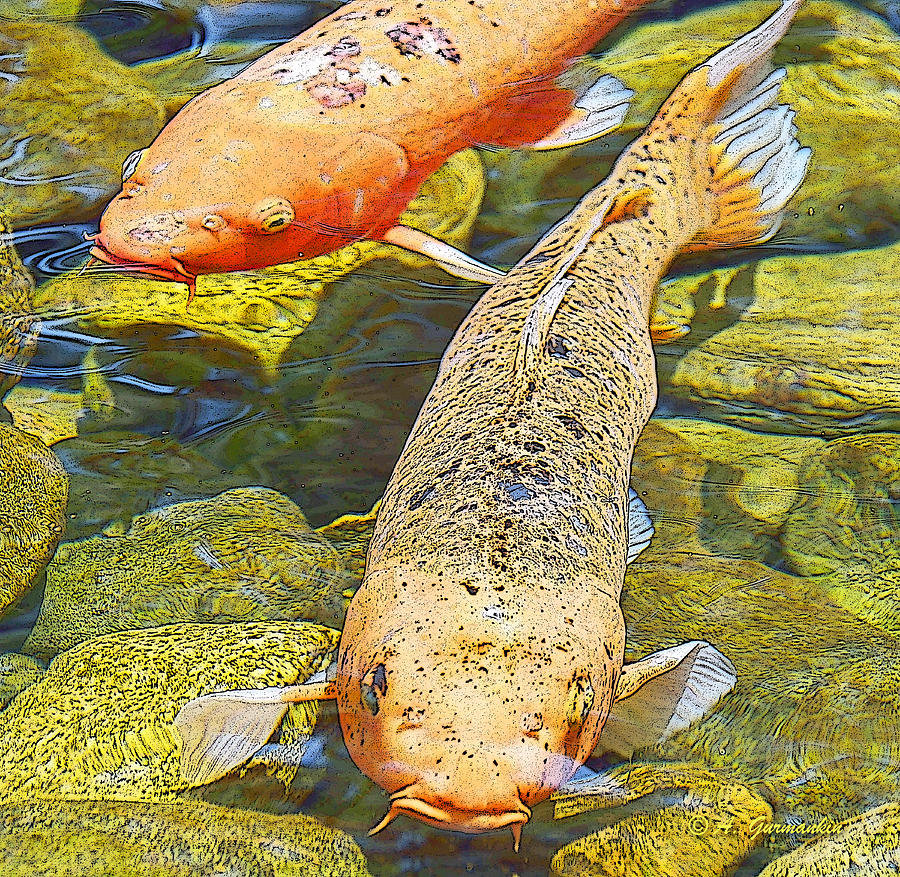 Koi Carp Goldfish in Pond Digital Art by A Macarthur Gurmankin
