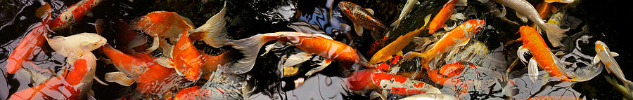 Fish Photograph - Koi Carp by Panoramic Images