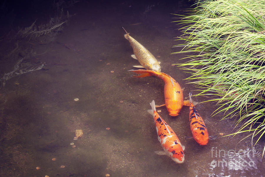 Koi Photograph by Cindy Garber Iverson