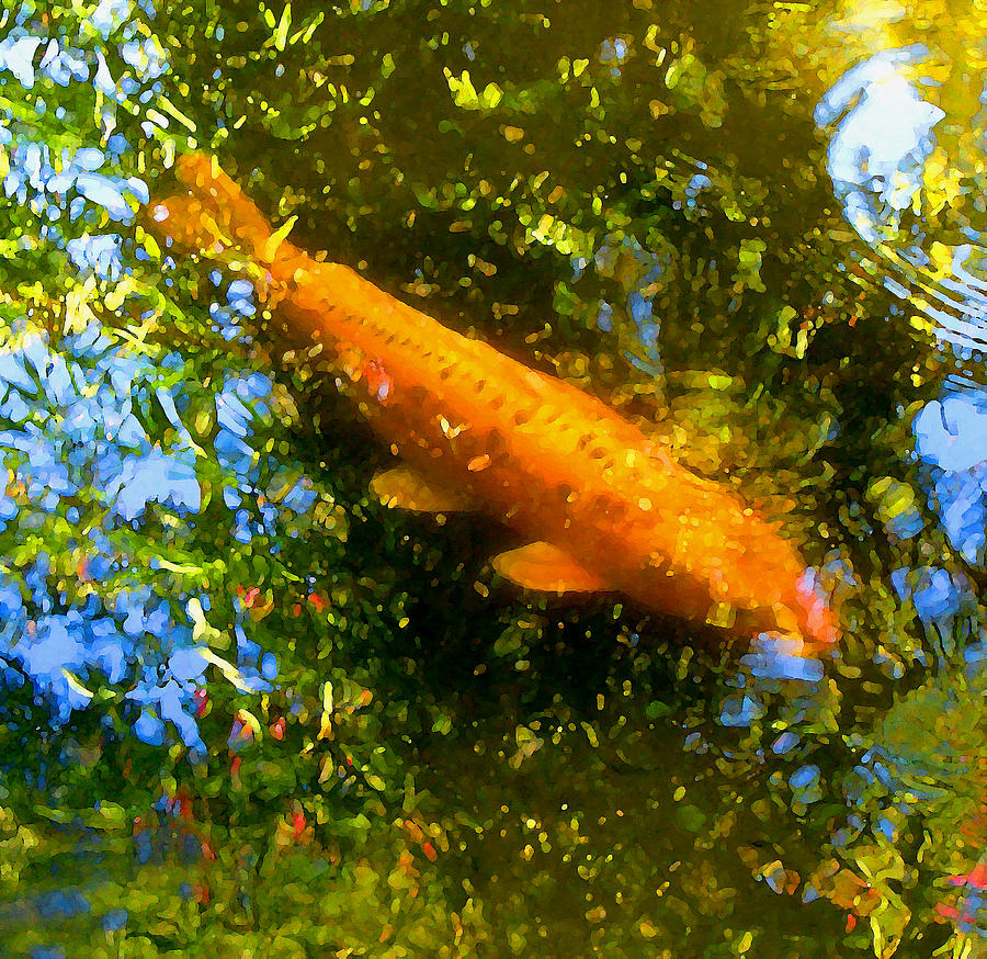 Claude Monet Painting - Koi Fish 1 by Amy Vangsgard