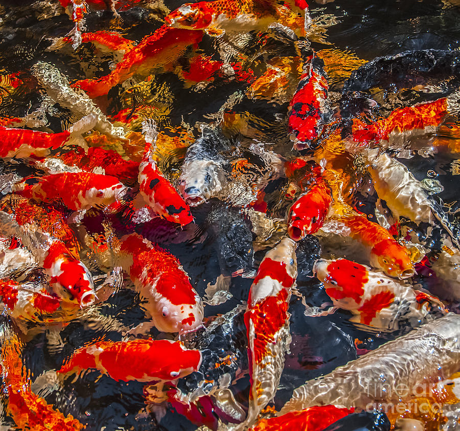 Koi fish Photograph by Anek Suwannaphoom