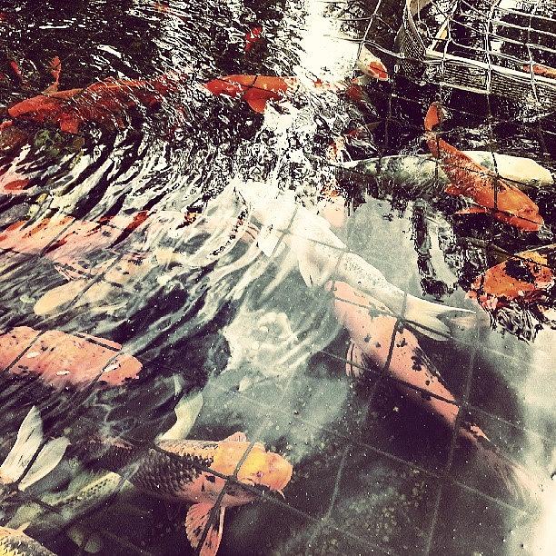 Koi Photograph - #koi #fish #animal #animals #swim #cool by Carine Martch