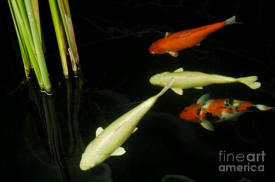 Koi Fish In Pond Photograph by JM Travel Photography