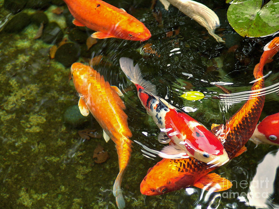 Fish Photograph - Koi fish Japan by John Swartz