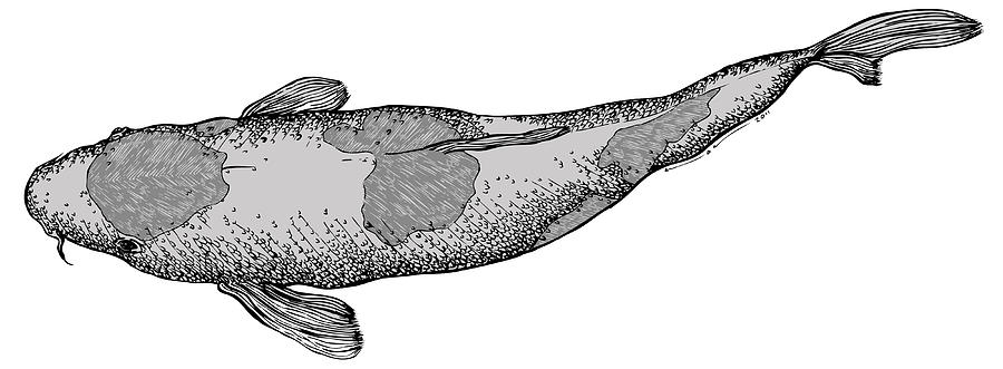 Pen Drawing - Koi Fish by Karl Addison