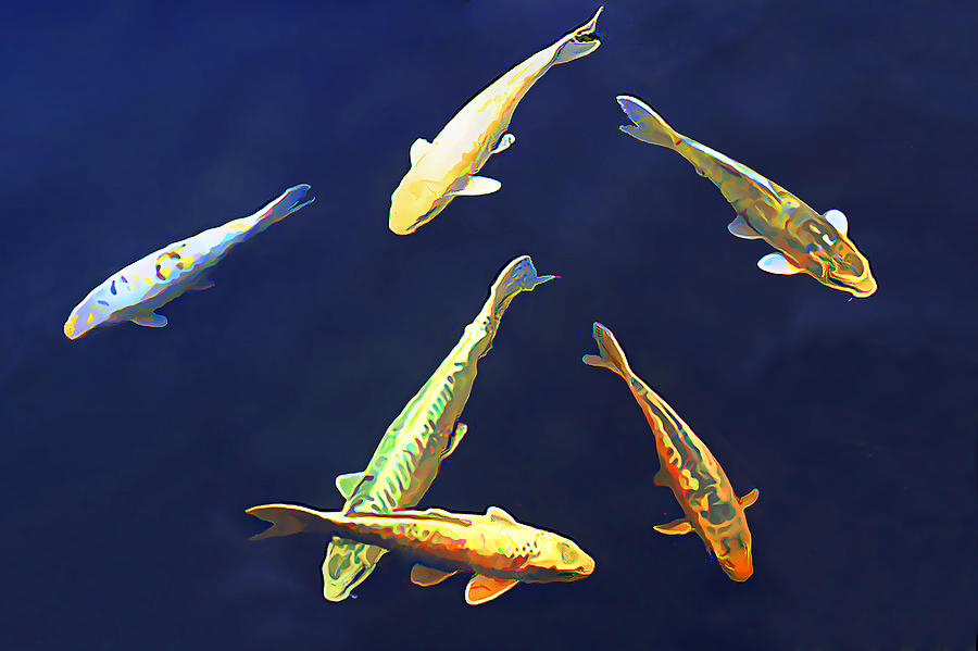 Koi Floating in Blue Photograph by Wernher Krutein