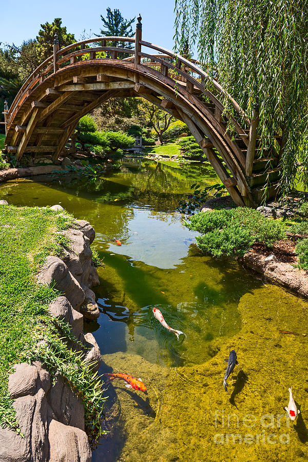 Fish Photograph - Koi Garden - Japanese Garden at the Huntington Library. by Jamie Pham