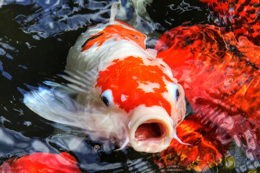 Koi Kisses Photograph by HH Photography of Florida