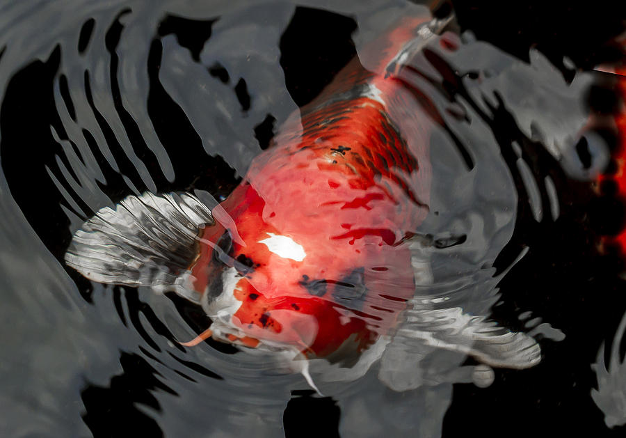 Koi Making Waves Photograph by Jean Noren