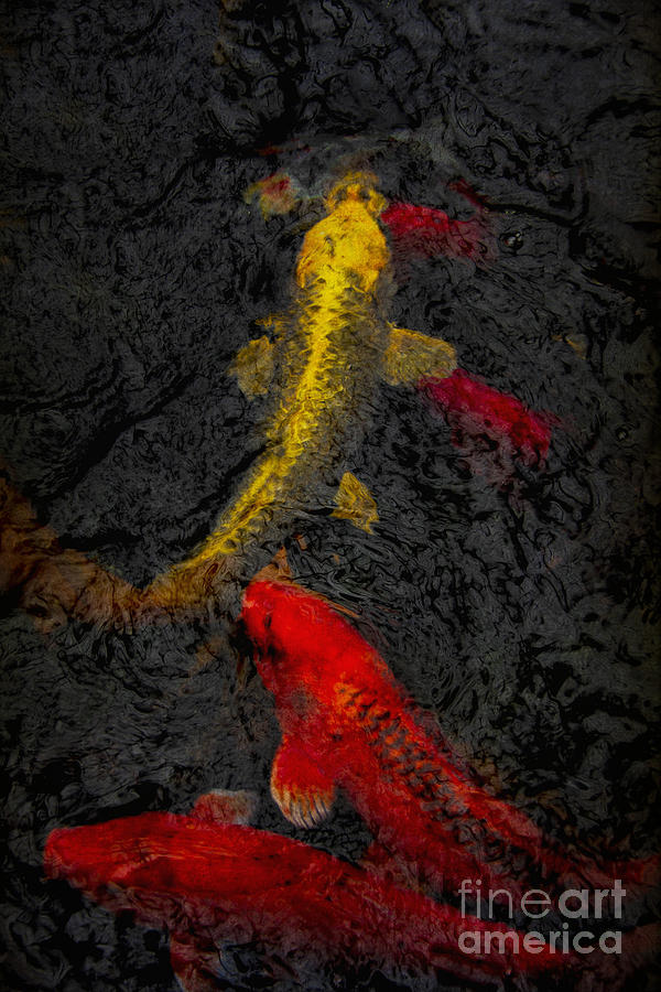 Fish Photograph - Koi by Margie Hurwich