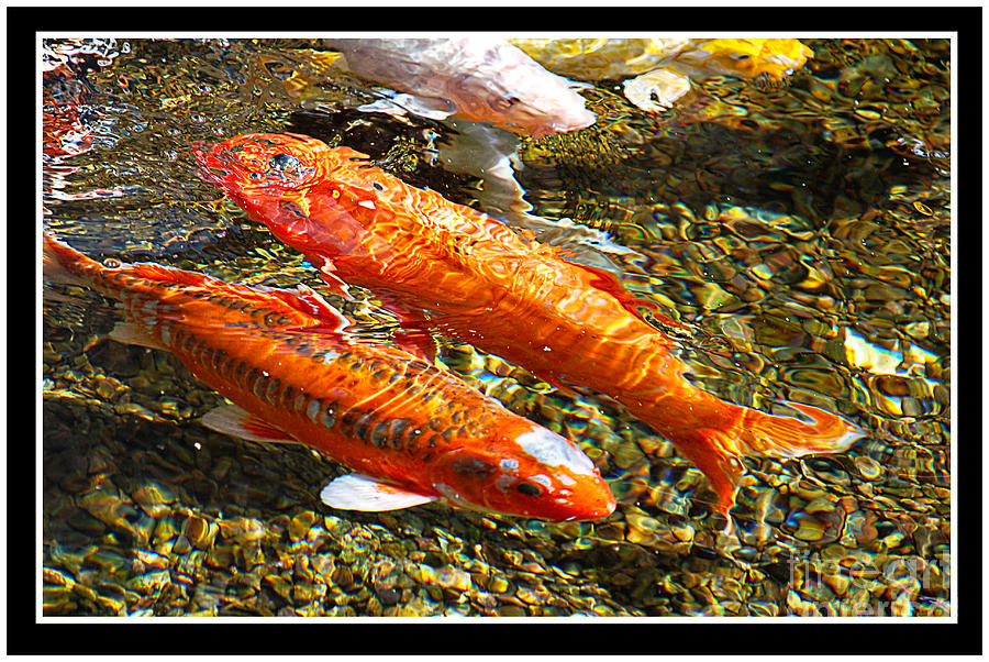 Fish Photograph - Koi Pals by Claudia Ellis