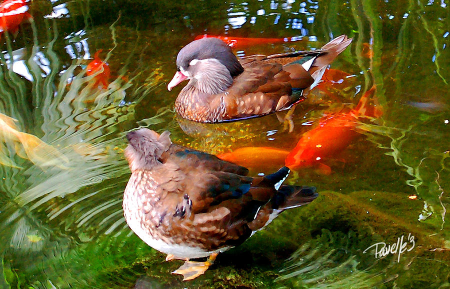 Koi Pond Ducks Digital Art by Jim Pavelle