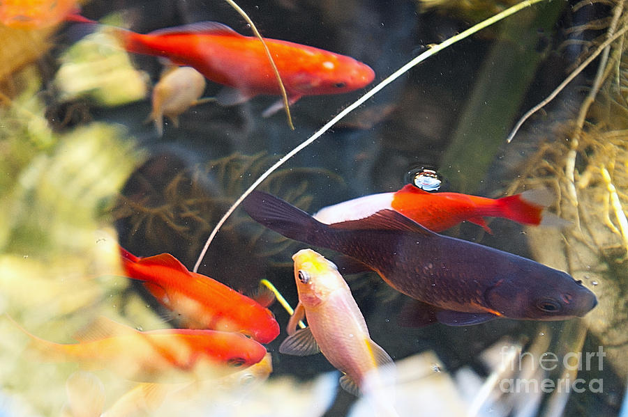 Koi Pond the Symbol of Love and Friendship Photograph by Artist and Photographer Laura Wrede