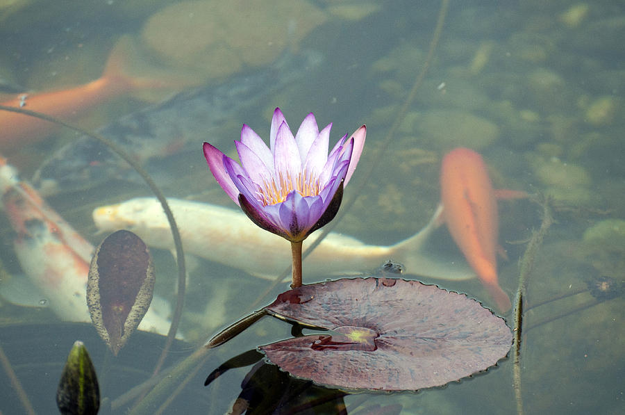 Koi Pond with Lily Pad and Flower Color Photograph by Sally Rockefeller