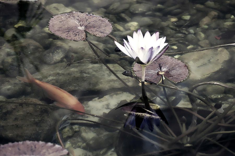 Koi Pond with Lily Pads and Flower Color Photograph by Sally Rockefeller