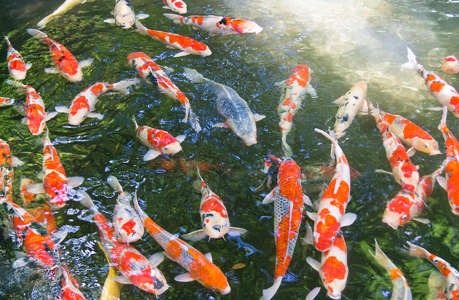 Koi Photograph by Scott Carruthers