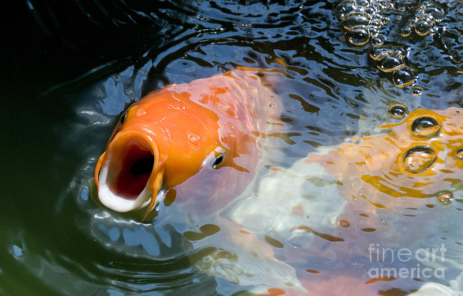 Koi Study Number Five Photograph by Ted Guhl