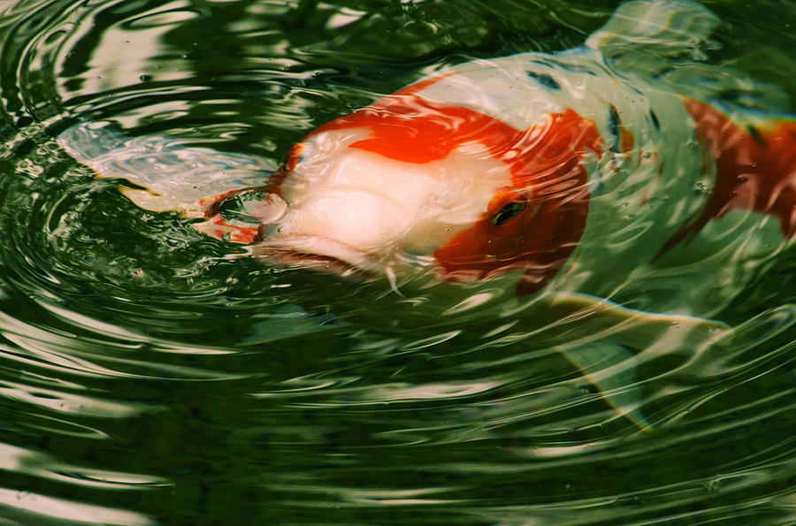 Koi to the Surface Photograph by Nadalyn Larsen
