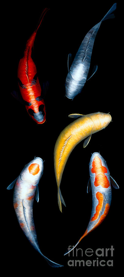 Koi V Painting by Victoria Page
