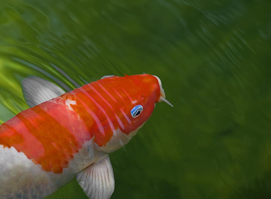 Koi with blue rimmed eye Photograph by Andrew JK Tan
