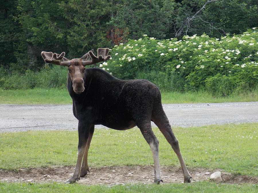 Kokadjo Bull Moose Photograph by Nina Kindred