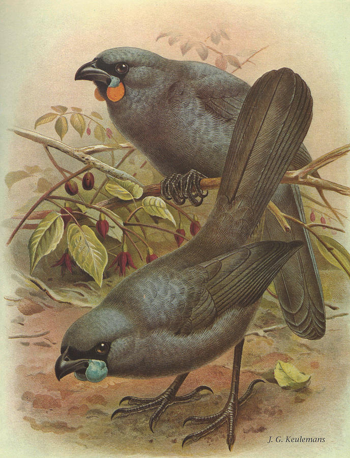 John James Audubon Painting - Kokado by Dreyer Wildlife Print Collections 