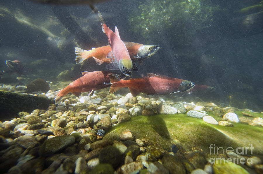 Kokanee Salmon In Spawning Colors Photograph by William H. Mullins