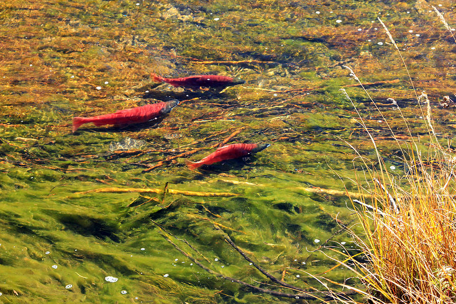 Salmon Photograph - Kokanee Salmon by Wasatch Light