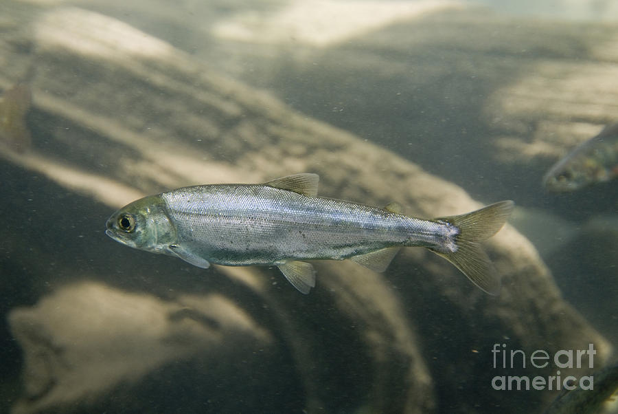 Kokanee Salmon Smolt Photograph by William H. Mullins