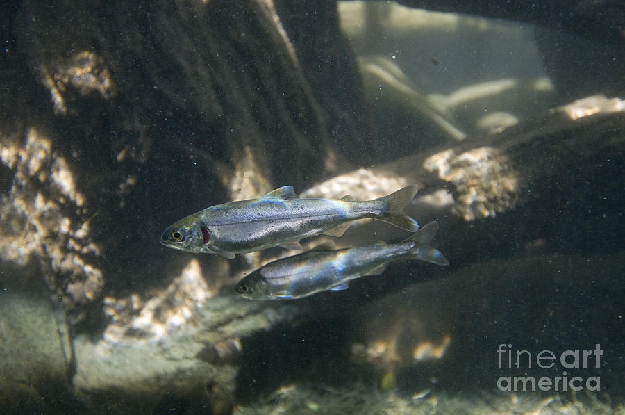 Kokanee Salmon Smolts Photograph by William H. Mullins