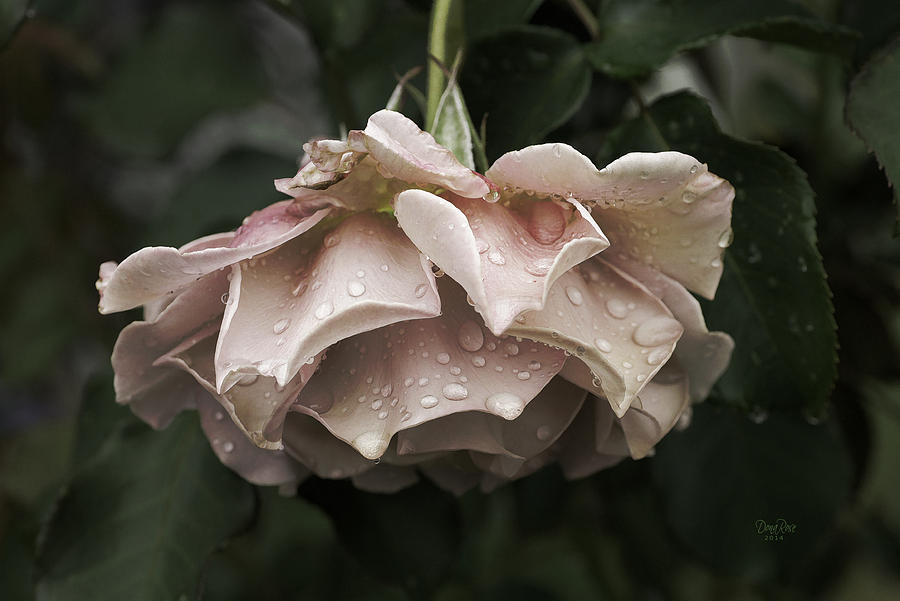 Rose Photograph - Koko Loko in the Rain by   DonaRose