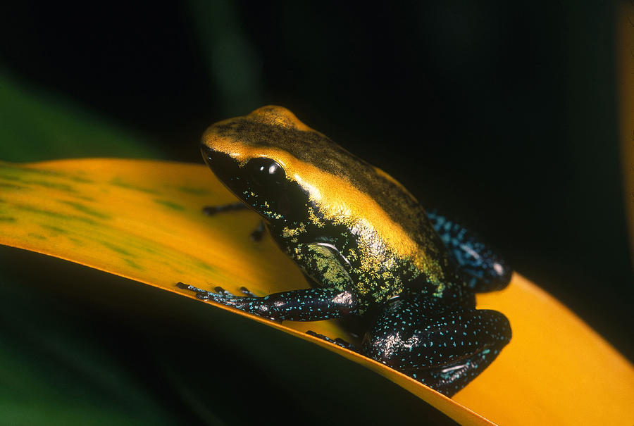 Kokoe Poison Dart Frog Photograph by Steve Cooper