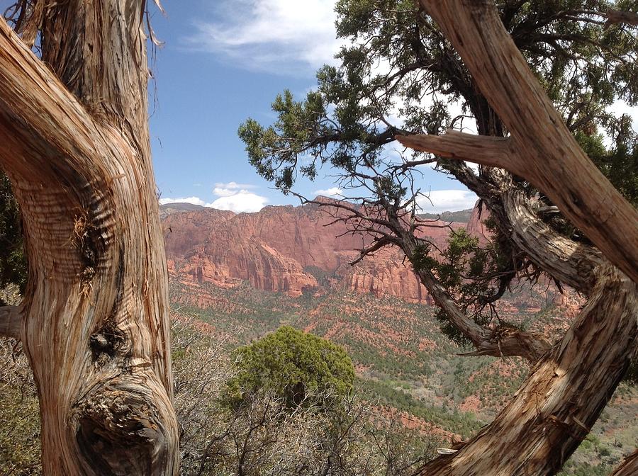 Kolob Canyon through the Trees Zion National Park Photograph by Suzanne Lorenz
