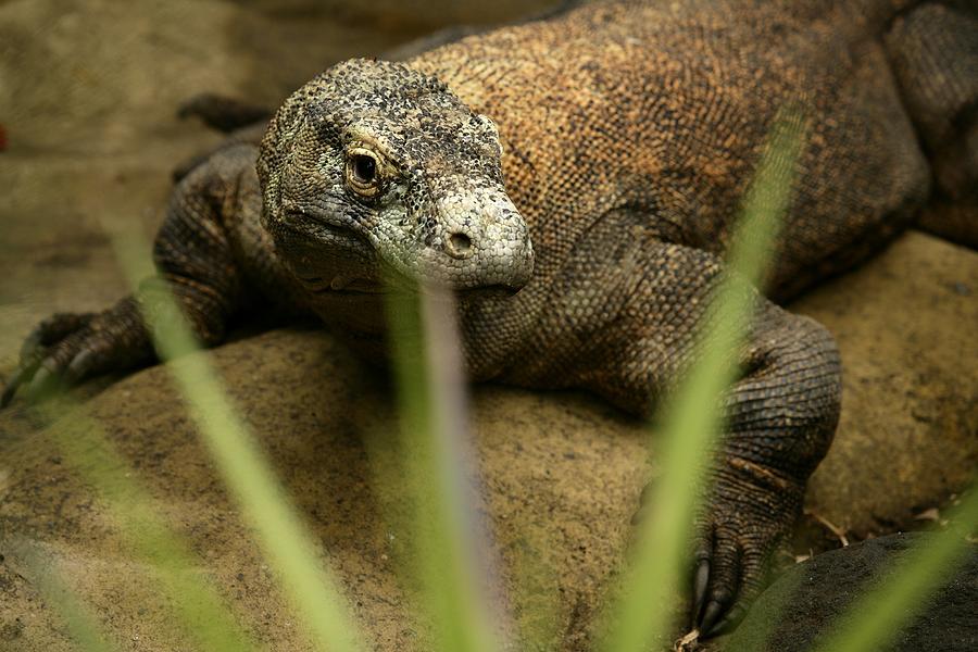 Komodo Dragon In The Yaman Burung Bird Photograph by David Santiago ...