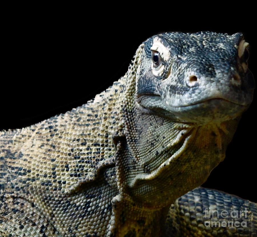 Komodo Dragon Photograph by Lilliana Mendez