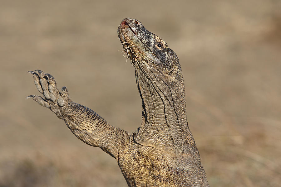 Komodo Dragon Photograph by M. Watson