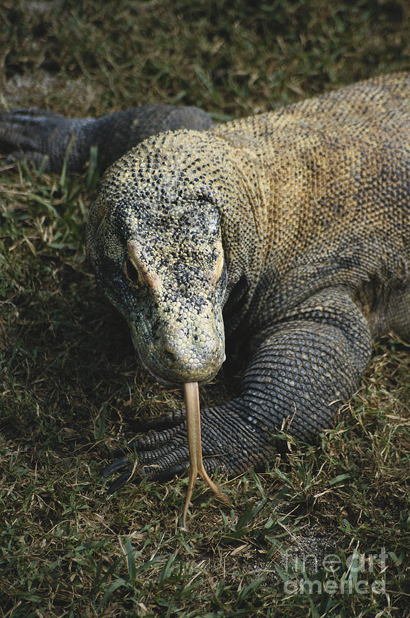 Komodo Dragon Photograph by Mark Newman