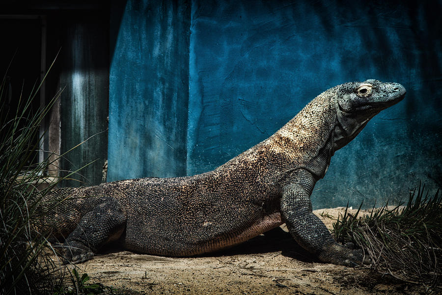 Animal Photograph - Komodo Dragon by Mauricio Jimenez